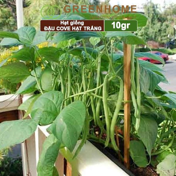 Hạt giống Đậu Cove