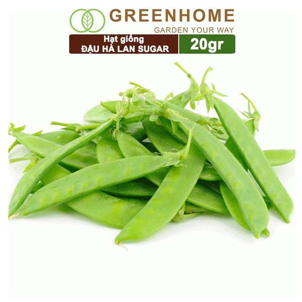 Hạt giống Đậu Hà Lan