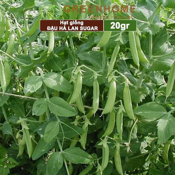 Hạt giống Đậu Hà Lan