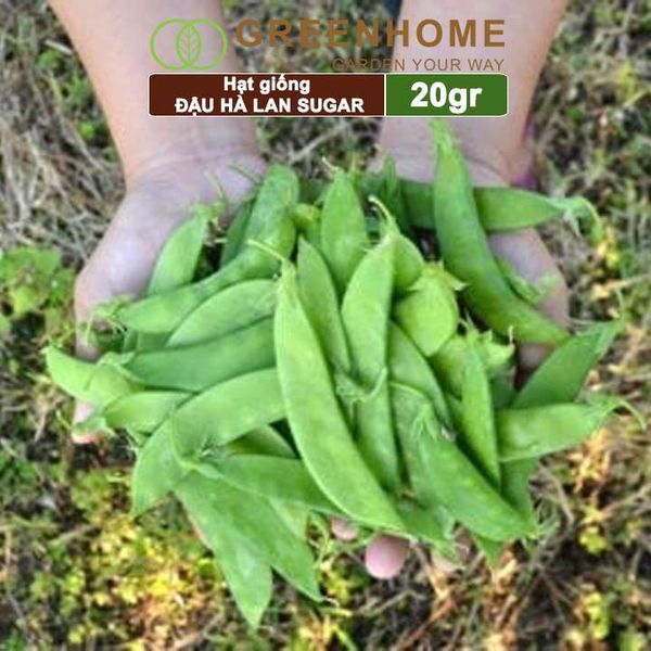 Hạt giống Đậu Hà Lan