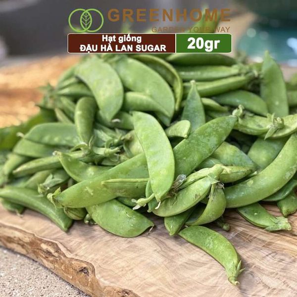 Hạt giống Đậu Hà Lan