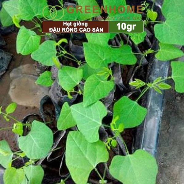 Hạt giống Đậu Rồng