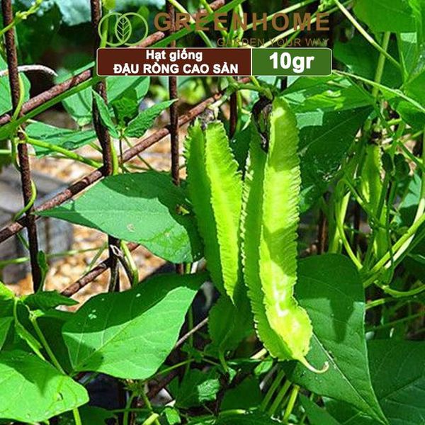 Hạt giống Đậu Rồng