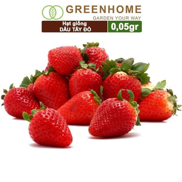 Hạt giống Dâu tây đỏ