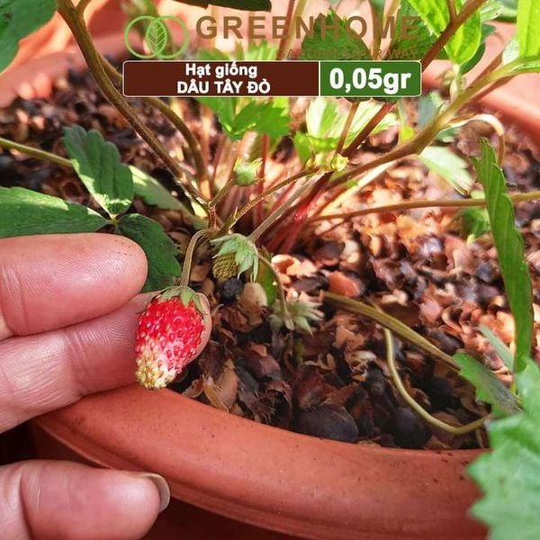 Hạt giống Dâu tây đỏ