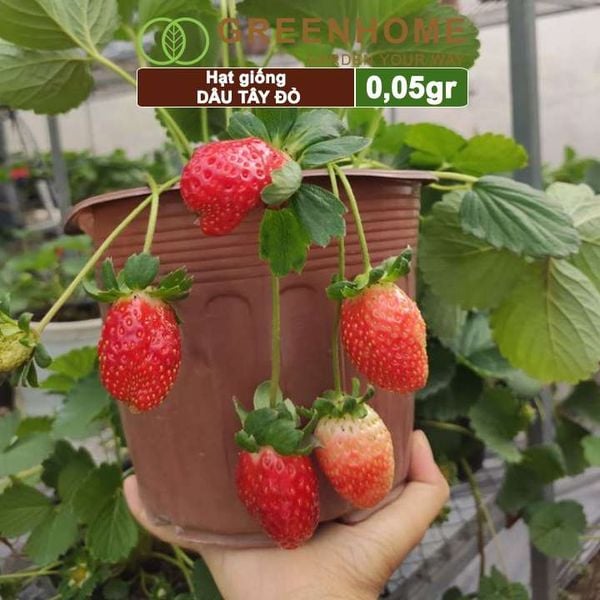 Hạt giống Dâu tây đỏ