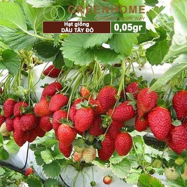 Hạt giống Dâu tây đỏ