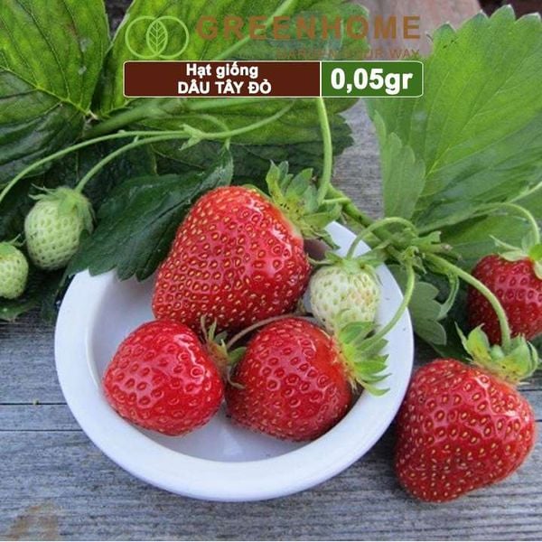 Hạt giống Dâu tây đỏ