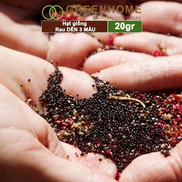 Hạt giống Rau Dền