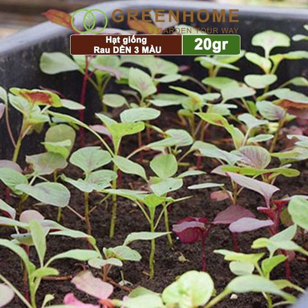 Hạt giống Rau Dền