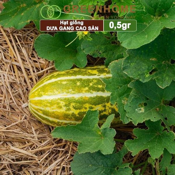 Hạt giống Dưa gang Greenhome, gói 0,5gr, trái dài, thơm, ngon, trồng quanh năm T04