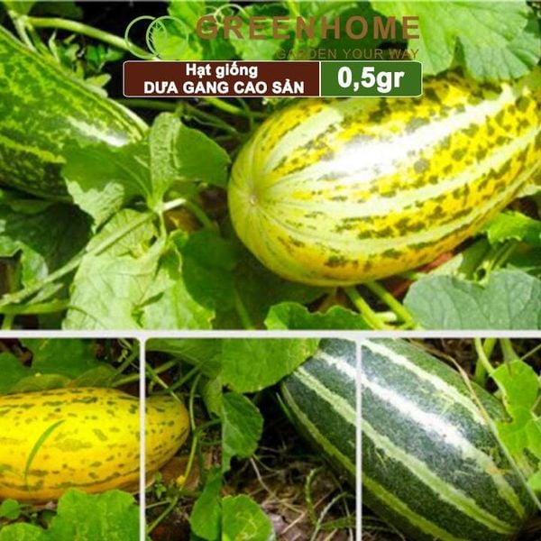 Hạt giống Dưa gang Greenhome, gói 0,5gr, trái dài, thơm, ngon, trồng quanh năm T04