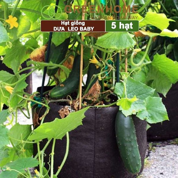 Hạt giống Dưa leo baby F1, gói 5 hạt, trái suôn dạng chùm giòn ngọt T01