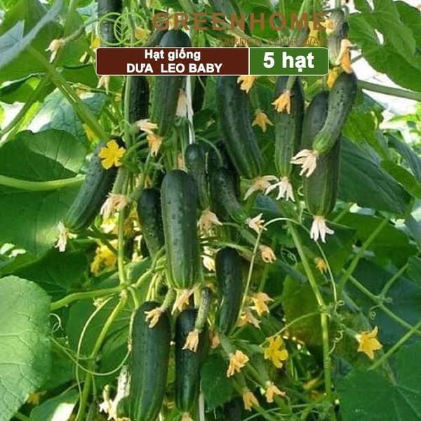 Hạt giống Dưa leo baby F1, gói 5 hạt, trái suôn dạng chùm giòn ngọt T01