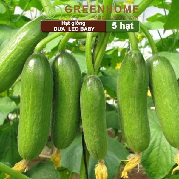 Hạt giống Dưa leo baby F1, gói 5 hạt, trái suôn dạng chùm giòn ngọt T01