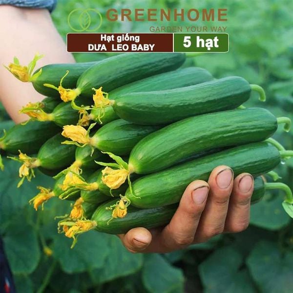 Hạt giống Dưa leo baby F1, gói 5 hạt, trái suôn dạng chùm giòn ngọt T01