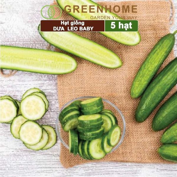 Hạt giống Dưa leo baby F1, gói 5 hạt, trái suôn dạng chùm giòn ngọt T01