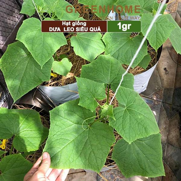 Hạt giống Dưa leo