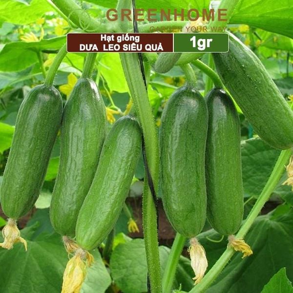 Hạt giống Dưa leo