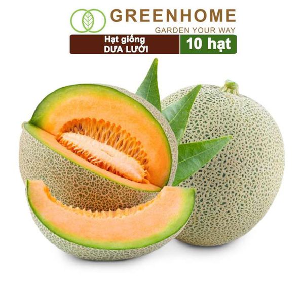 Hạt giống Dưa lưới ruột vàng