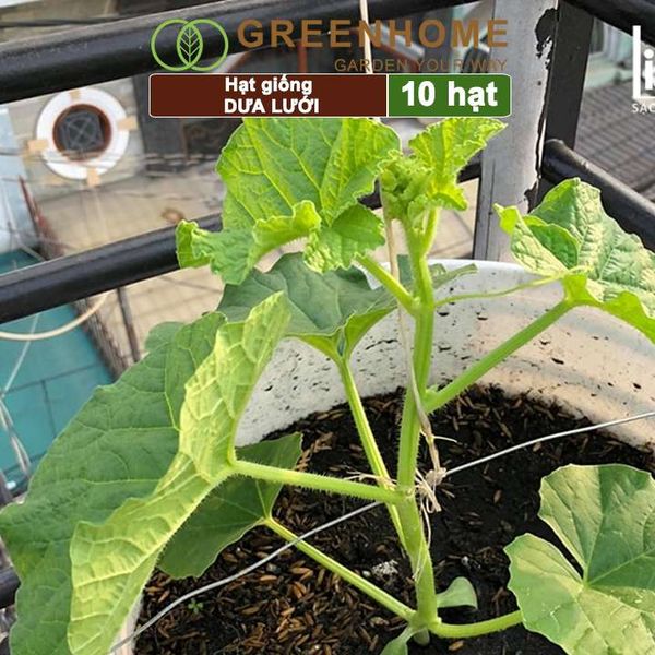 Hạt giống Dưa lưới ruột vàng