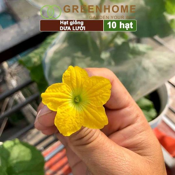 Hạt giống Dưa lưới ruột vàng