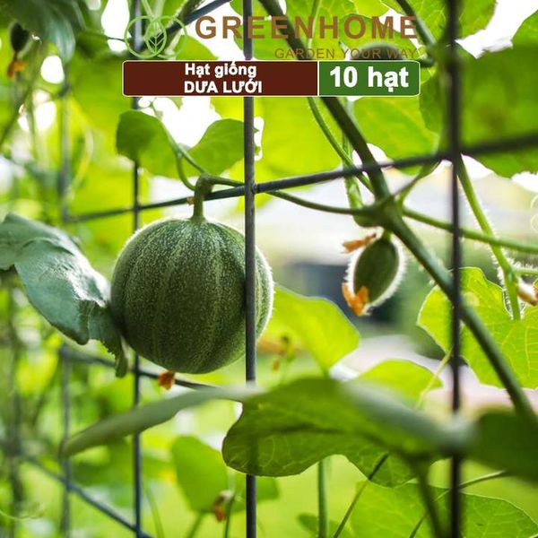 Hạt giống Dưa lưới ruột vàng