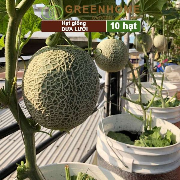 Hạt giống Dưa lưới ruột vàng