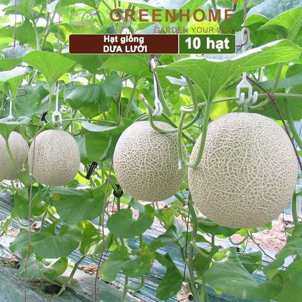 Hạt giống Dưa lưới ruột vàng