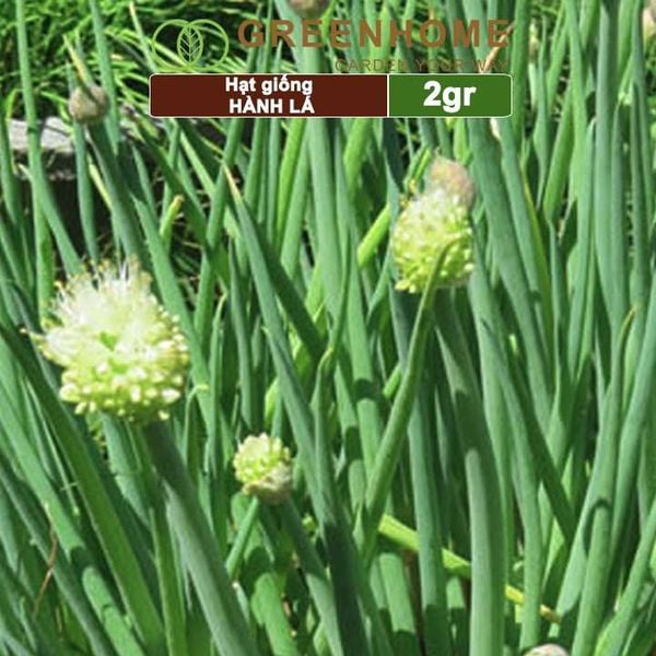 Hạt giống Hành lá, hành hương cao sản, gói 2gr, sinh trưởng mạnh, năng suất cao G01 |Greenhome