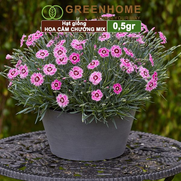 Hạt giống hoa Cẩm chướng