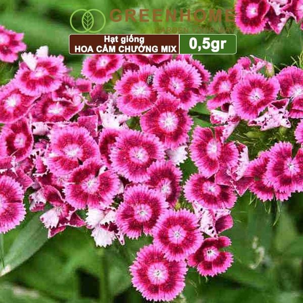 Hạt giống hoa Cẩm chướng