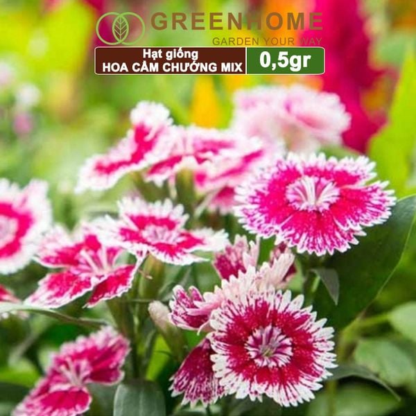 Hạt giống hoa Cẩm chướng