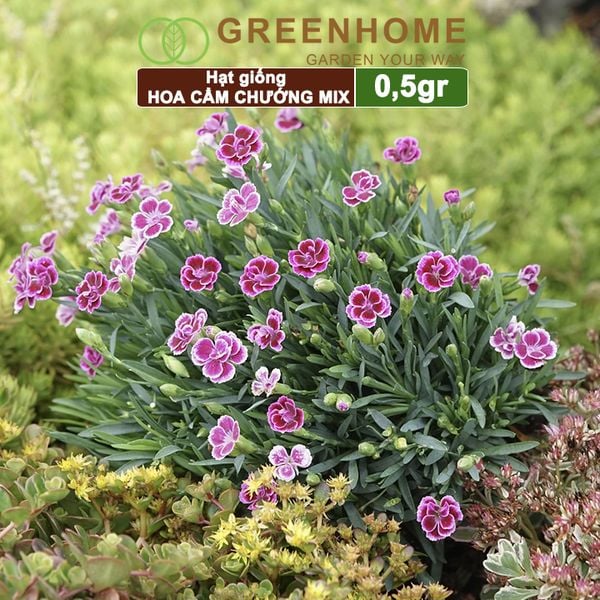 Hạt giống hoa Cẩm chướng
