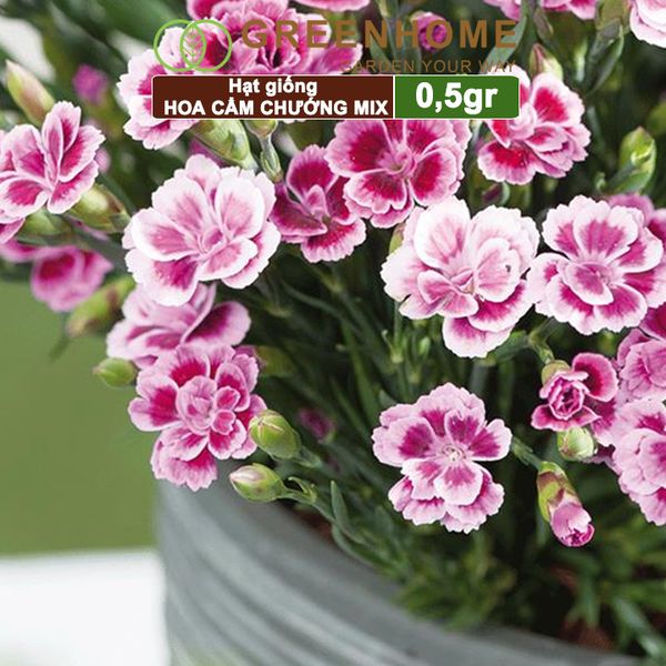 Hạt giống hoa Cẩm chướng