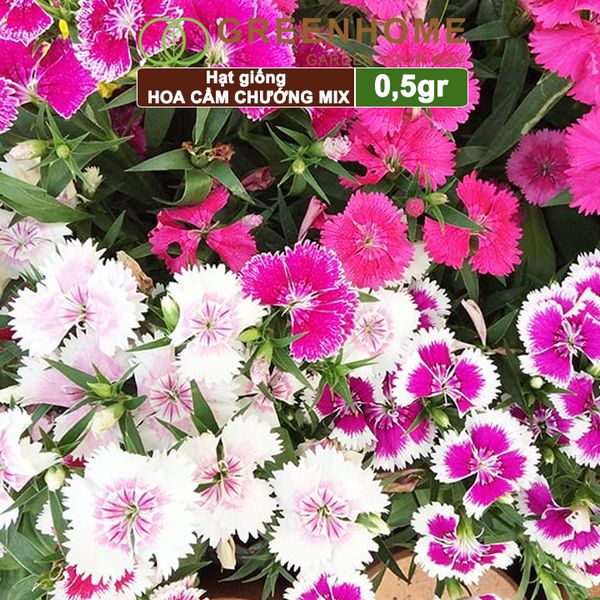 Hạt giống hoa Cẩm chướng