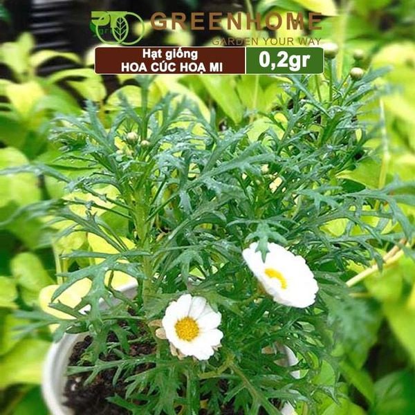 Hạt giống Cúc hoạ mi Greenhome, gói 0,2gr, dễ trồng quanh năm, hoa trắng, nhuỵ vàng H04