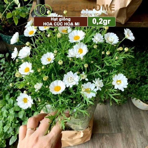 Hạt giống Cúc hoạ mi Greenhome, gói 0,2gr, dễ trồng quanh năm, hoa trắng, nhuỵ vàng H04