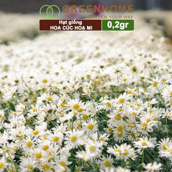 Hạt giống Cúc hoạ mi Greenhome, gói 0,2gr, dễ trồng quanh năm, hoa trắng, nhuỵ vàng H04