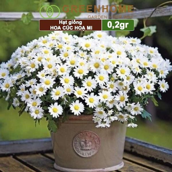 Hạt giống Cúc hoạ mi Greenhome, gói 0,2gr, dễ trồng quanh năm, hoa trắng, nhuỵ vàng H04