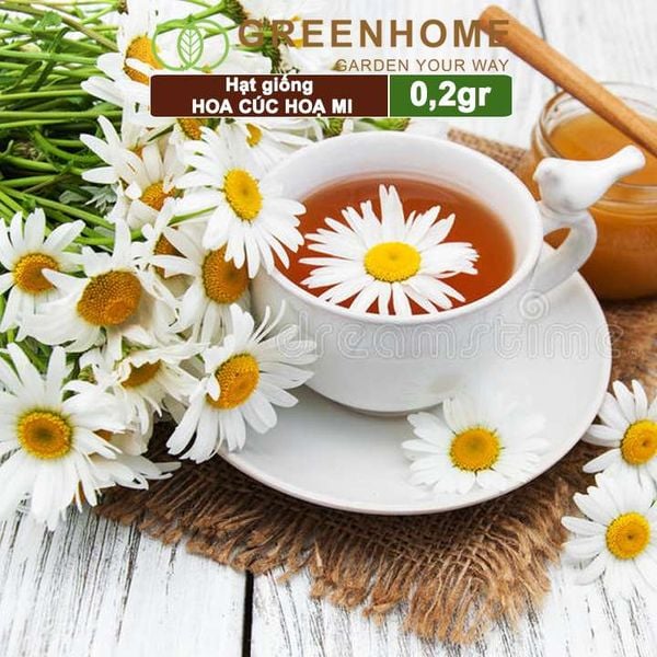 Hạt giống Cúc hoạ mi Greenhome, gói 0,2gr, dễ trồng quanh năm, hoa trắng, nhuỵ vàng H04