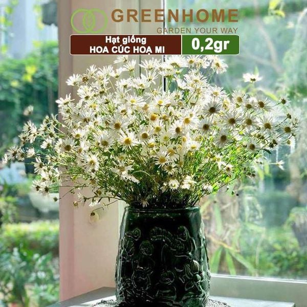 Hạt giống Cúc hoạ mi Greenhome, gói 0,2gr, dễ trồng quanh năm, hoa trắng, nhuỵ vàng H04
