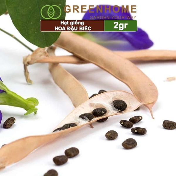 Hạt giống hoa Đậu biếc