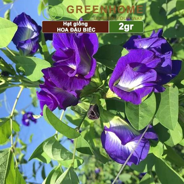 Hạt giống hoa Đậu biếc