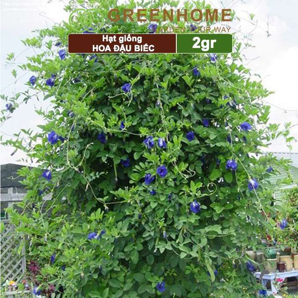 Hạt giống hoa Đậu biếc