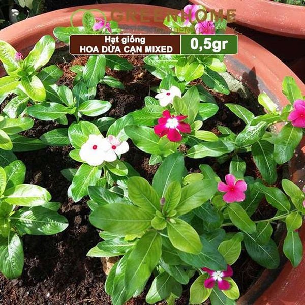 Hạt giống Hoa Dừa Cạn đứng Greenhome, gói 0,5gr, nhiều màu, thích hợp trồng sân vườn, chậu H09
