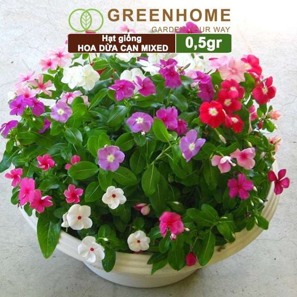Hạt giống Hoa Dừa Cạn đứng Greenhome, gói 0,5gr, nhiều màu, thích hợp trồng sân vườn, chậu H09