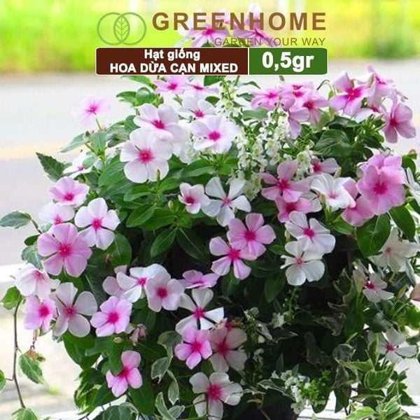 Hạt giống Hoa Dừa Cạn đứng Greenhome, gói 0,5gr, nhiều màu, thích hợp trồng sân vườn, chậu H09
