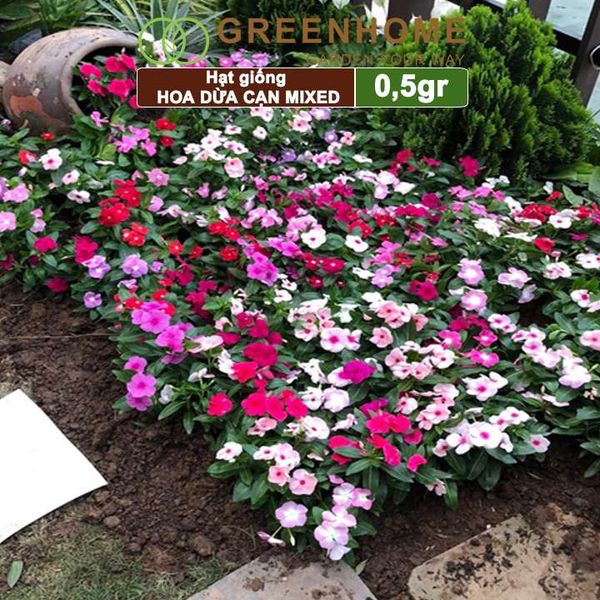 Hạt giống Hoa Dừa Cạn đứng Greenhome, gói 0,5gr, nhiều màu, thích hợp trồng sân vườn, chậu H09