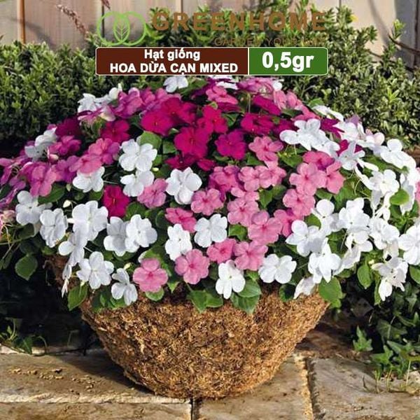 Hạt giống Hoa Dừa Cạn đứng Greenhome, gói 0,5gr, nhiều màu, thích hợp trồng sân vườn, chậu H09